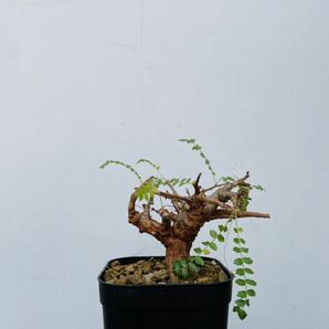0093ボスウェリア ネグレクタ 発根済みコーデックス パキポディウム パキプス オペルクリカリア コミフォラ 塊根植物 の画像3
