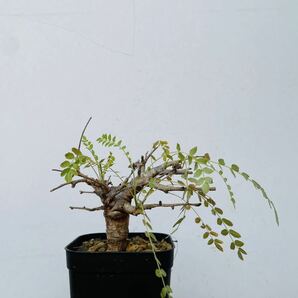 0096ボスウェリア ネグレクタ 発根済みコーデックス パキポディウム パキプス オペルクリカリア コミフォラ 塊根植物 の画像1