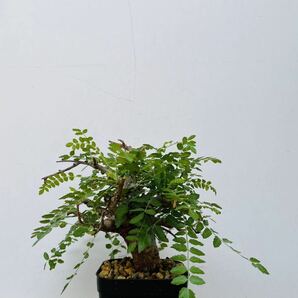 0112ボスウェリア ネグレクタ 発根済みコーデックス パキポディウム パキプス オペルクリカリア コミフォラ 塊根植物 の画像2