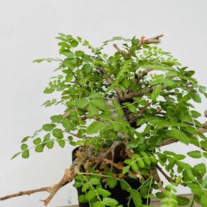 0112ボスウェリア ネグレクタ 発根済みコーデックス パキポディウム パキプス オペルクリカリア コミフォラ 塊根植物 の画像5