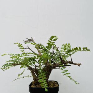 0124ボスウェリア ネグレクタ 発根済みコーデックス パキポディウム パキプス オペルクリカリア コミフォラ 塊根植物 の画像3