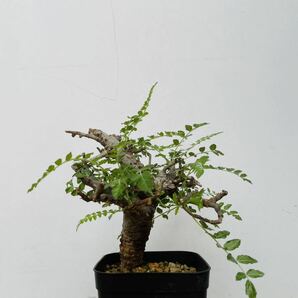 0125ボスウェリア ネグレクタ 発根済みコーデックス パキポディウム パキプス オペルクリカリア コミフォラ 塊根植物 の画像1
