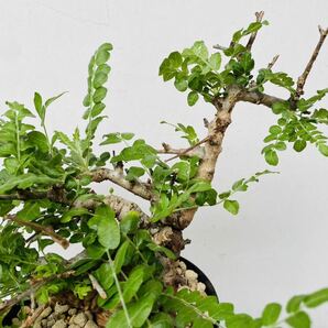 0142ボスウェリア ネグレクタ 発根済みコーデックス パキポディウム パキプス オペルクリカリア コミフォラ 塊根植物の画像6