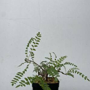 0132ボスウェリア ネグレクタ 発根済みコーデックス パキポディウム パキプス オペルクリカリア コミフォラ 塊根植物 の画像2