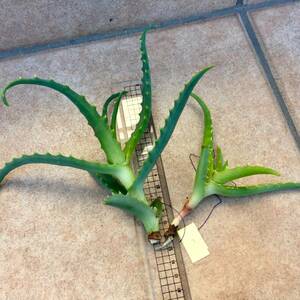  Kidachi aloe .. tree for seedling length year cultivation make stock from removed 15