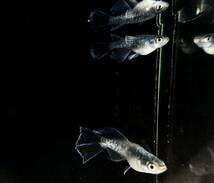 【富士宮めだか】 ラムネブルー 光体型RLF 若魚 メス2オス1 トリオ めだか メダカ_画像2