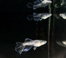 【富士宮めだか】 ラムネブルー 光体型RLF 若魚 メス2オス1 トリオ めだか メダカ_画像1