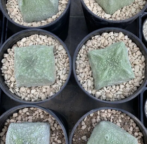 【Seeds5】Pseudolithos cubiformis/プセウドリトス クビフォルミス 種子 5粒