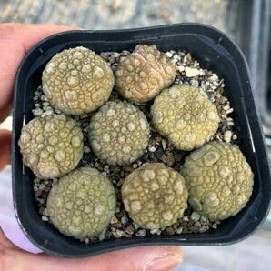 【Seeds 10】Pseudolithos migiurtinus Seeds/プセウドリトス・ミギウルティヌス 種子 10粒の画像2