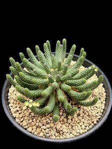 Euphorbia esculenta / You fo ruby a.. giraffe 