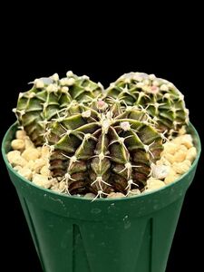 Gymnocalycium T-REX hyb