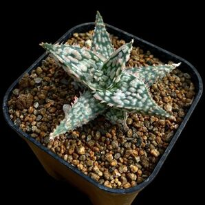 Aloe hyb 'Regular T. Garden’ /アロエ ハイブリッドの画像2