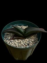 アロエ フロレンチニオラム/Aloe fleurentiniorum_画像1