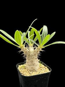 Pachypodium rosulatum var.cactipes /パキポディウム カクチペス