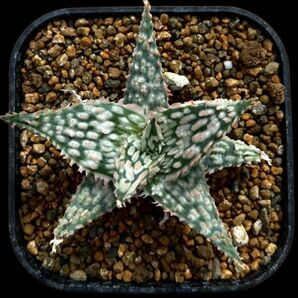 Aloe hyb 'Regular T. Garden’ /アロエ ハイブリッドの画像3