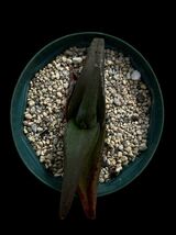 アロエ フロレンチニオラム/Aloe fleurentiniorum_画像3