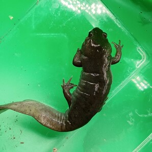 超肥満体型 エゾサンショウウオ ♂170mm ♀個体 おまけにてお付けします。の画像5