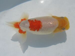 * specialty shop corporation water island golgfish sale * special selection kind for two -years old fish ( male ) PE46-7