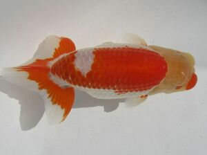 * specialty shop corporation water island golgfish sale * convention for .. four -years old fish ( male ) G2-8