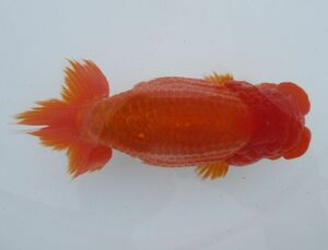 * specialty shop corporation water island golgfish sale * special selection kind for four -years old fish ( female ) K3-19