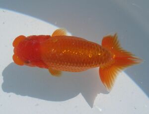 * specialty shop corporation water island golgfish sale * special selection kind for two -years old fish ( male ) PE54-7