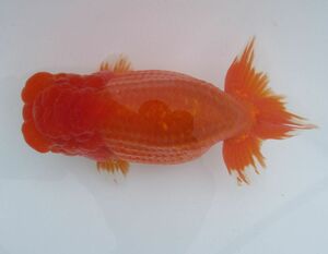 * specialty shop corporation water island golgfish sale * special selection kind for four -years old fish ( female ) K3-6