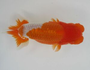 * safe mail order results corporation water island golgfish sale * special selection kind for three -years old fish -years old fish ( male ) C1-16