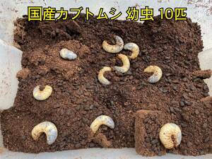 国産カブトムシ 幼虫 10匹