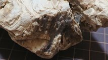 【化石】　珪化木　ペトリファイドウッド_画像10