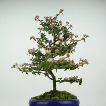 盆栽 梅 天皇梅 樹高 約20cm てんのうばい Commersonia hermanniifolia テンノウバイ 花物 バラ科 テンノウメ属 常緑樹 観賞用 小品 現品_画像2