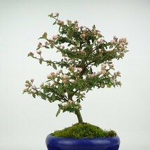 盆栽 梅 天皇梅 樹高 約20cm てんのうばい Commersonia hermanniifolia テンノウバイ 花物 バラ科 テンノウメ属 常緑樹 観賞用 小品 現品_画像3