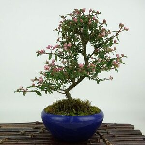 盆栽 梅 天皇梅 樹高 約19cm てんのうばい Commersonia hermanniifolia テンノウバイ 花物 バラ科 テンノウメ属 常緑樹 観賞用 小品 現品