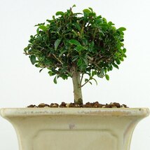 盆栽 黄楊 樹高 約10cm つげ Buxus microphylla var. japonica ツゲ 柘植 ツゲ科 常緑樹 観賞用 小品 現品_画像5