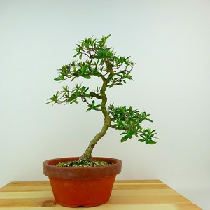 盆栽 皐月 八咫の鏡 樹高 約23cm さつき Rhododendron indicum サツキ ツツジ科 常緑樹 観賞用 現品