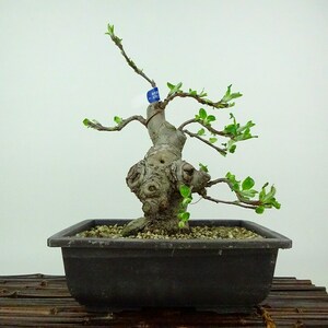 盆栽 姫林檎 姫国光 樹高 約23cm ひめりんご Malus prunifolia ヒメリンゴ バラ科 リンゴ属 落葉樹 観賞用 現品