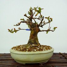 盆栽 花梨 樹高 約17cm かりん Pseudocydonia sinensis カリン バラ科 落葉樹 観賞用 小品 現品_画像1