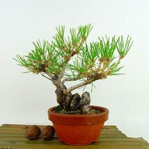 盆栽 松 黒松 樹高 約17cm くろまつ Pinus thunbergii クロマツ マツ科 常緑針葉樹 観賞用 小品 現品_画像2