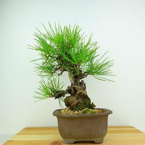 盆栽 松 黒松 錦松 樹高 約25cm にしきまつ Pinus thunbergii ニシキマツ マツ科 常緑針葉樹 観賞用 現品