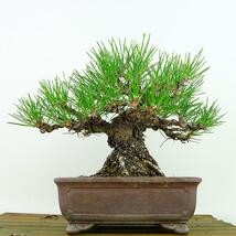 盆栽 松 黒松 樹高 約 17cm くろまつ Pinus thunbergii クロマツ マツ科 常緑針葉樹 観賞用 小品 現品_画像3