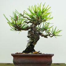 盆栽 松 赤松 樹高 約17cm あかまつ Pinus densiflora アカマツ red pine マツ科 常緑樹 観賞用 小品 現品_画像3