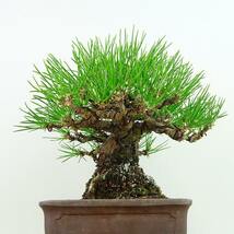 盆栽 松 黒松 樹高 約 17cm くろまつ Pinus thunbergii クロマツ マツ科 常緑針葉樹 観賞用 小品 現品_画像2