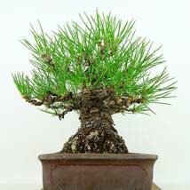 盆栽 松 黒松 樹高 約 17cm くろまつ Pinus thunbergii クロマツ マツ科 常緑針葉樹 観賞用 小品 現品_画像4