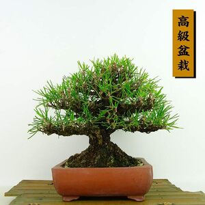 盆栽 松 黒松 樹高 約18cm くろまつ 高級盆栽 Pinus thunbergii クロマツ マツ科 常緑針葉樹 観賞用 小品 現品