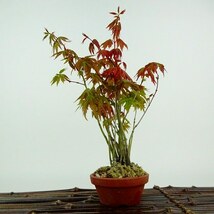 盆栽 紅葉 樹高 約21cm もみじ Acer palmatum モミジ 実生 カエデ科 落葉樹 観賞用 現品_画像1