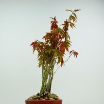 盆栽 紅葉 樹高 約21cm もみじ Acer palmatum モミジ 実生 カエデ科 落葉樹 観賞用 現品_画像4