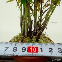 盆栽 紅葉 樹高 約20cm もみじ Acer palmatum モミジ 実生 カエデ科 落葉樹 観賞用 小品 現品_画像5