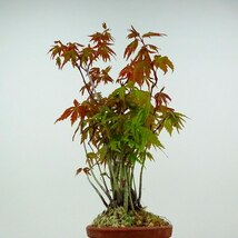 盆栽 紅葉 樹高 約20cm もみじ Acer palmatum モミジ 実生 カエデ科 落葉樹 観賞用 小品 現品_画像4