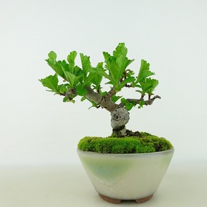 盆栽 山査子 樹高 約10cm さんざし Crataegus cuneata サンザシ 赤花 バラ科 サンザシ属 落葉樹 観賞用 小品 現品