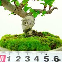 盆栽 山査子 樹高 約10cm さんざし Crataegus cuneata サンザシ 赤花 バラ科 サンザシ属 落葉樹 観賞用 小品 現品_画像6