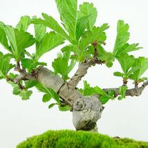 盆栽 山査子 樹高 約10cm さんざし Crataegus cuneata サンザシ 赤花 バラ科 サンザシ属 落葉樹 観賞用 小品 現品_画像7